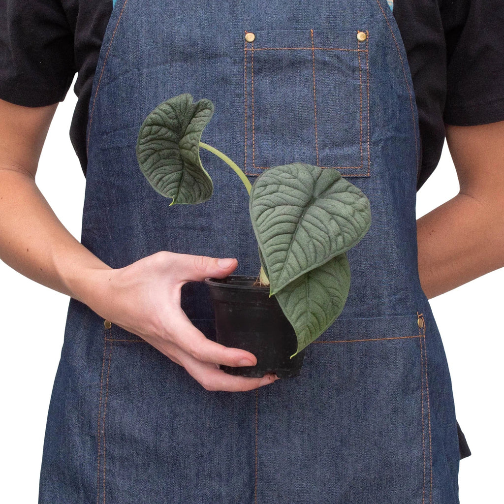 Alocasia 'Melo' | Indoor Plants | Wiccan Center