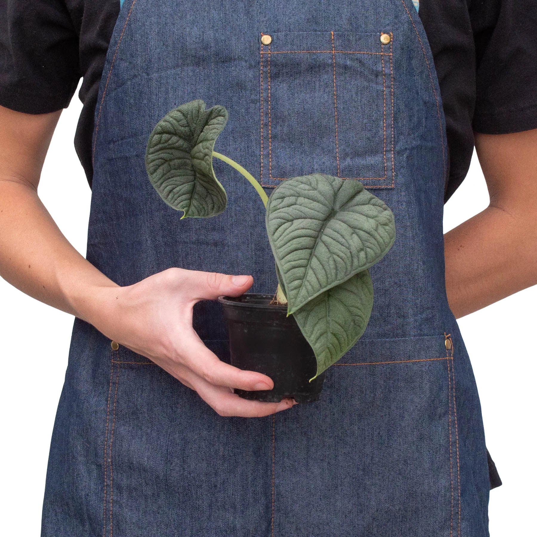 Alocasia 'Melo' | Indoor Plants | Wiccan Center