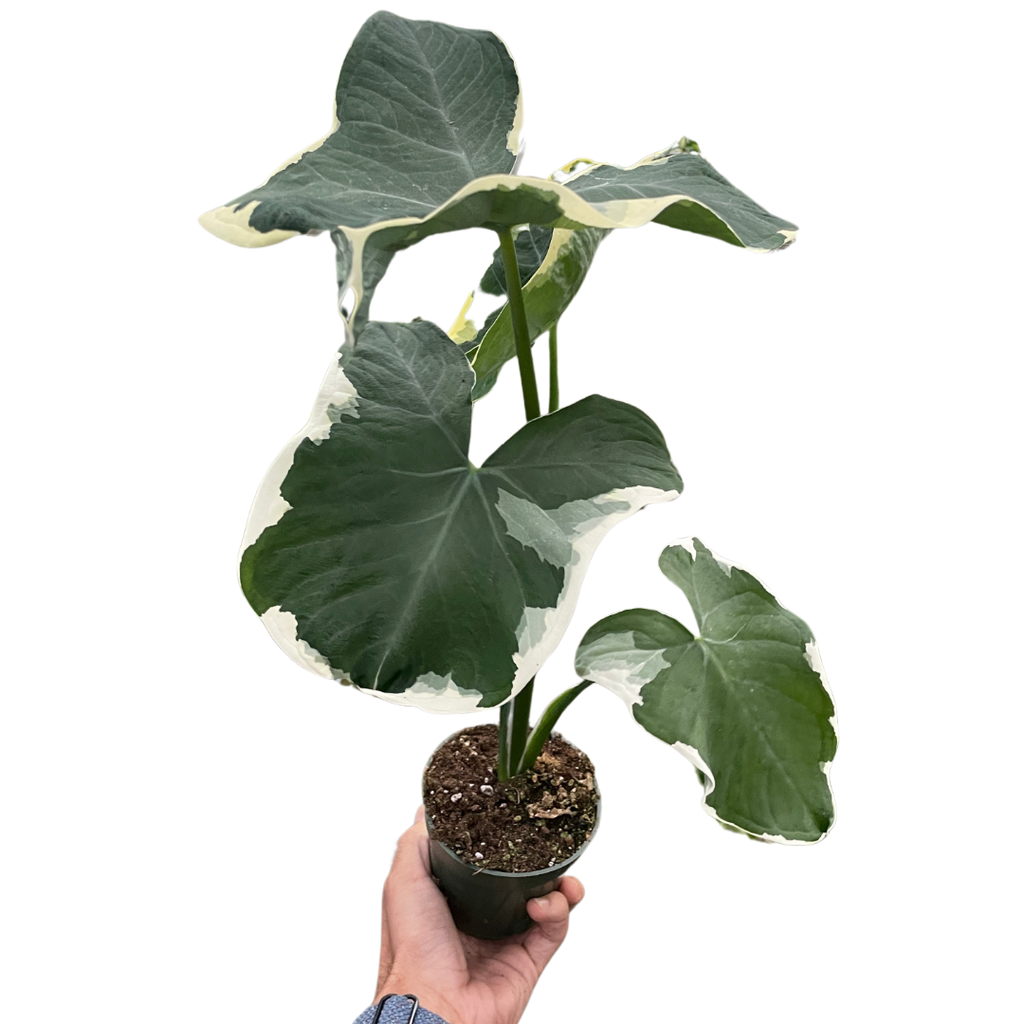 Alocasia 'Mickey Mouse' (Xanthosoma sagittifolium 'Variegatum Monstrosum') | Indoor Plants | Wiccan Center