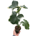 Alocasia 'Mickey Mouse' (Xanthosoma sagittifolium 'Variegatum Monstrosum') | Indoor Plants | Wiccan Center