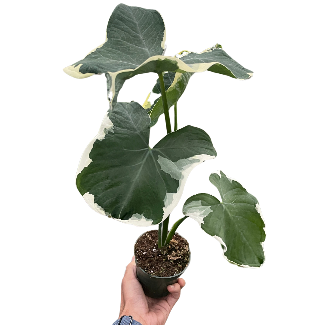 Alocasia 'Mickey Mouse' (Xanthosoma sagittifolium 'Variegatum Monstrosum') | Indoor Plants | Wiccan Center