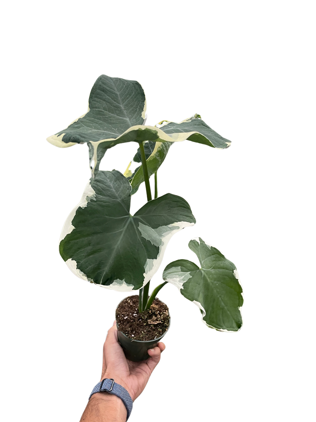 Alocasia 'Mickey Mouse' (Xanthosoma sagittifolium 'Variegatum Monstrosum') | Indoor Plants | Wiccan Center