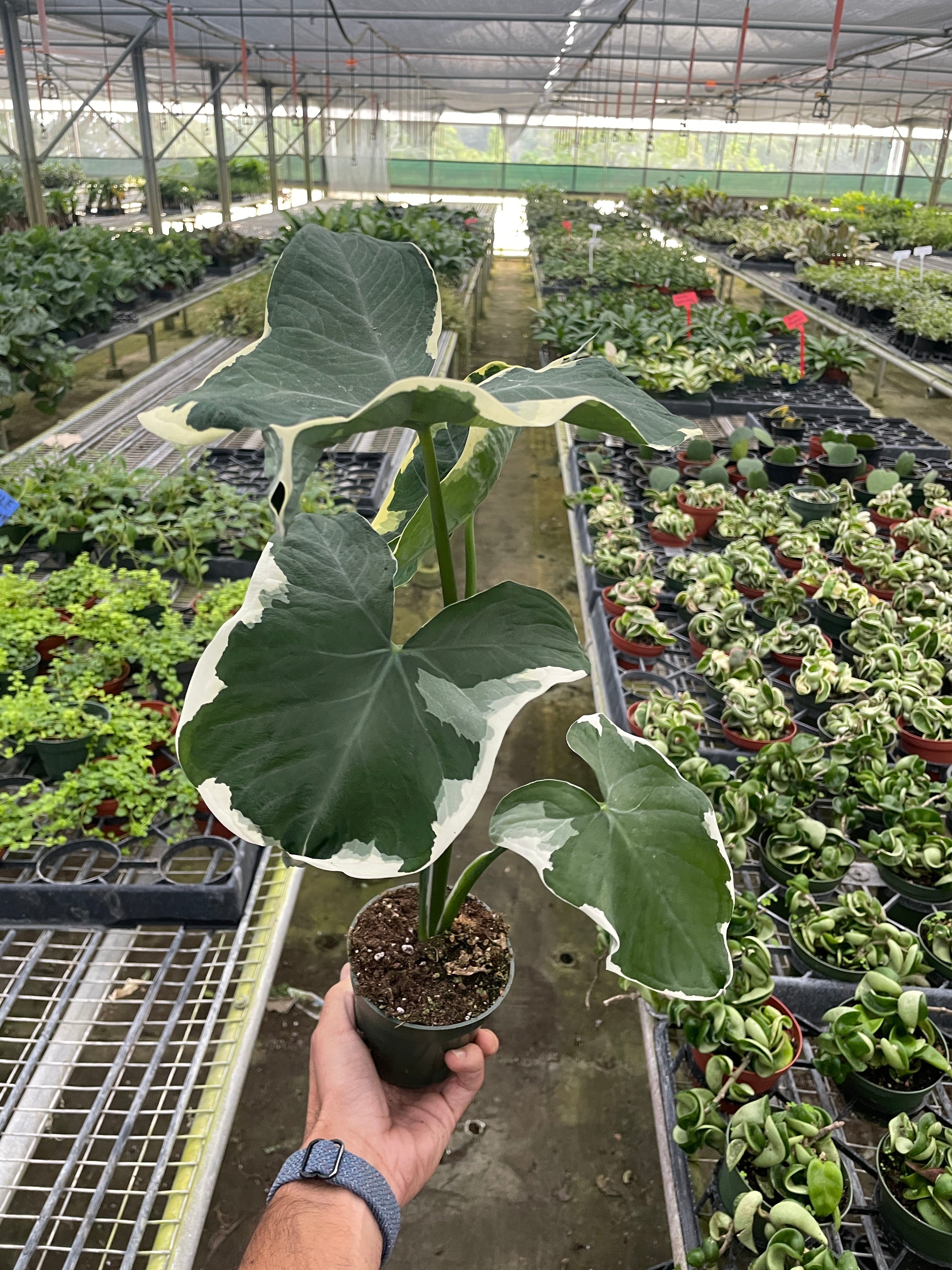 Alocasia 'Mickey Mouse' (Xanthosoma sagittifolium 'Variegatum Monstrosum') | Indoor Plants | Wiccan Center