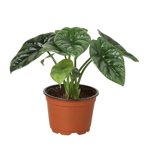 Alocasia 'Mirror Face' - 4" Pot | Indoor Plants | Wiccan Center