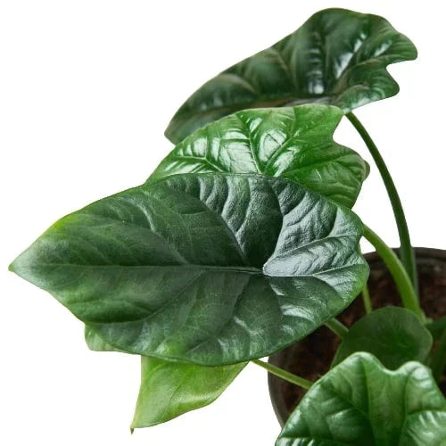 Alocasia 'Mirror Face' - 4" Pot | Indoor Plants | Wiccan Center