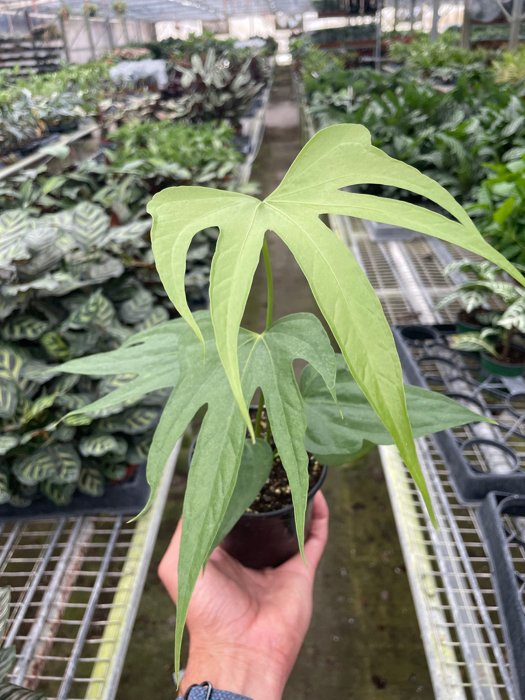 Anthurium Fingers | | Wiccan Center