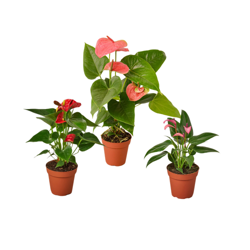 3 Anthurium Variety Pack- All Different Colors - 4" Pots | 4" Plant (3pk/$3.5) ($13 Ship/47oz) | Wiccan Center