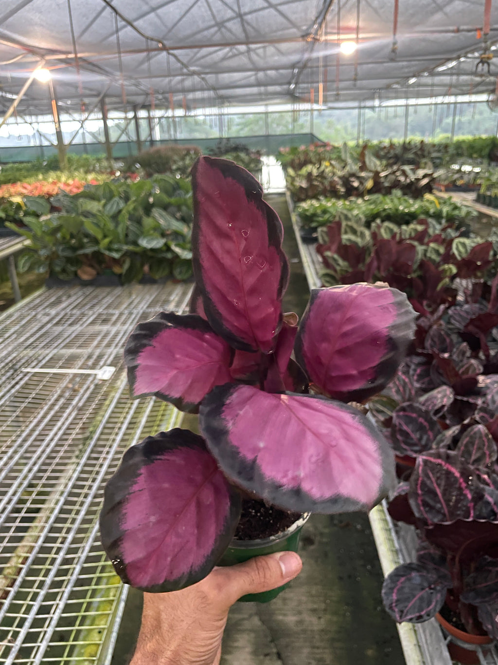 Calathea 'Purple Rose' | Indoor Plants | Wiccan Center