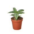 Calathea 'Vittata'