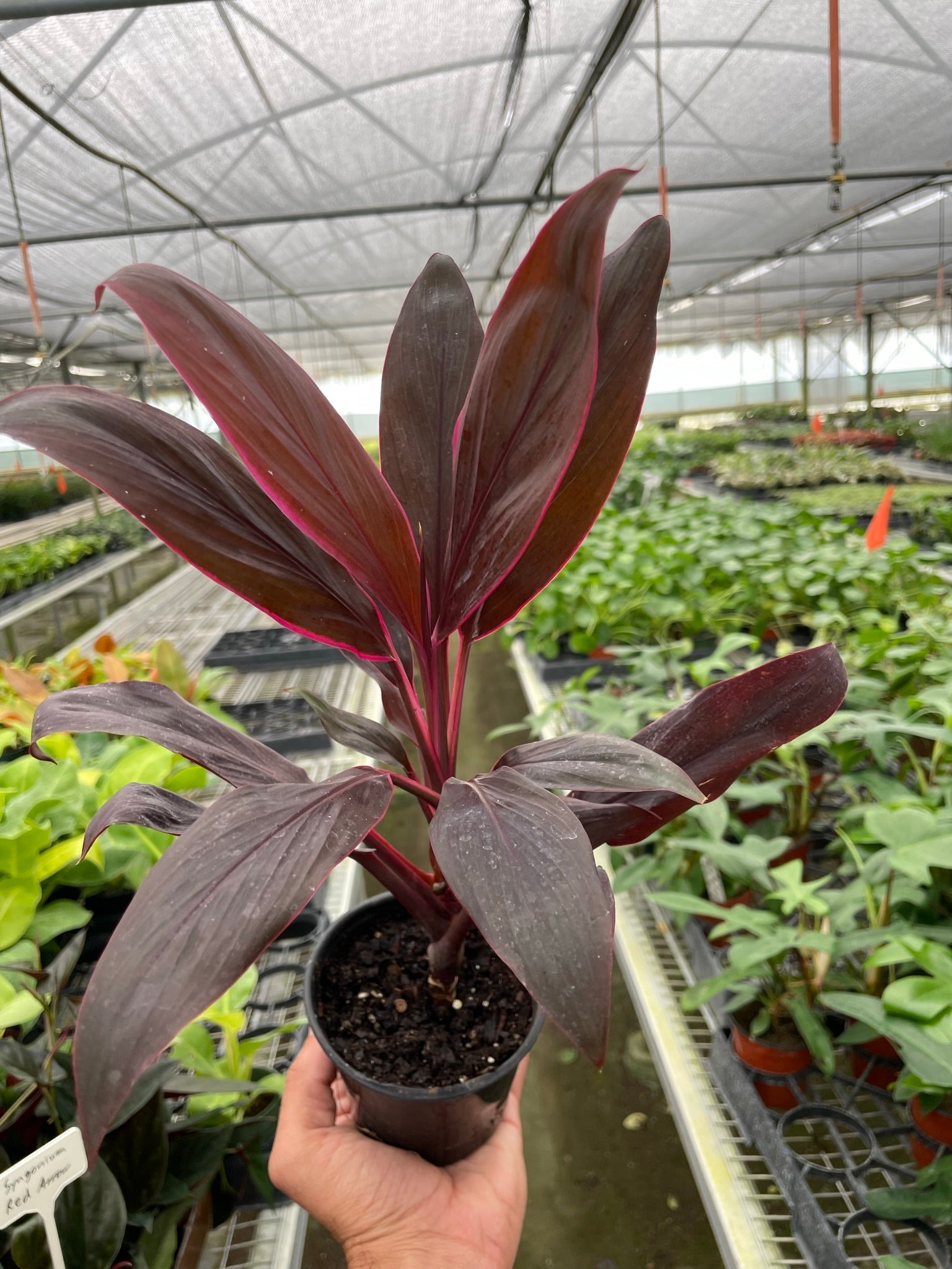 Cordyline 'Calypso Queen' | Indoor Plants | Wiccan Center
