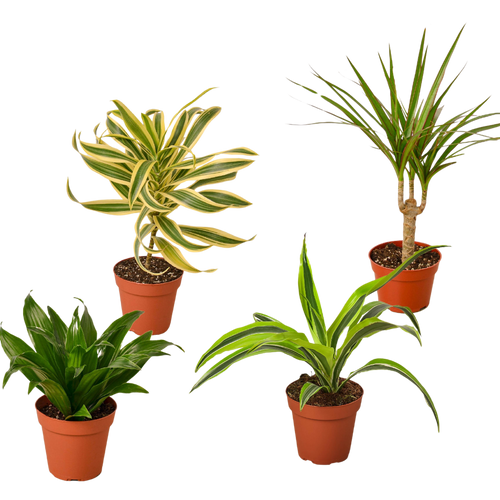 4 Different Dracaenas Variety Pack - Live House Plant - 4" Pot | 4" Plant (4pk/$2) ($13 Ship/47oz) | Wiccan Center