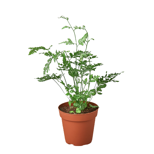 Fern 'Silver Lace' | 2" Plant (1pk/$0.75) ($4 Ship/12oz) | Wiccan Center