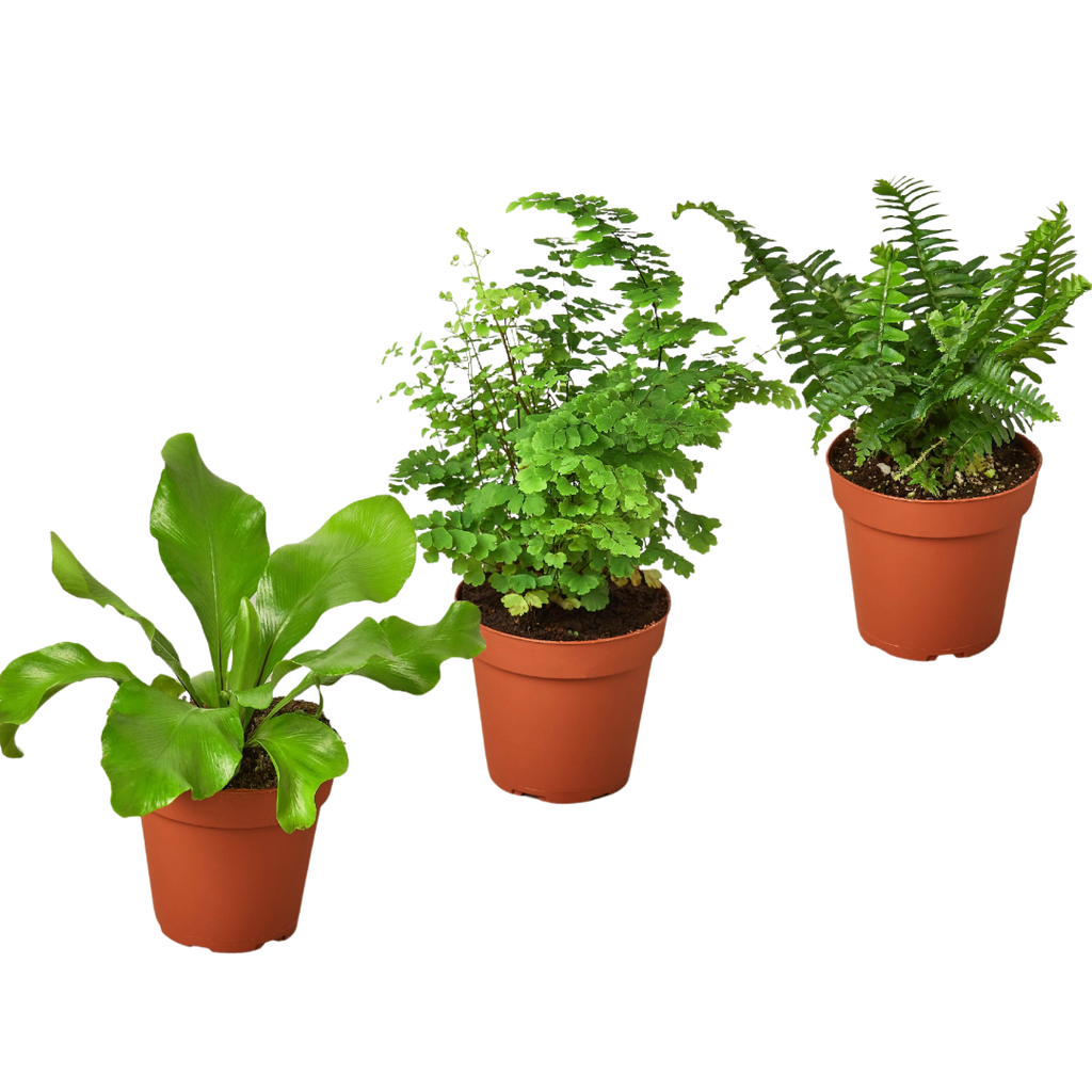3 Fern Variety Pack - Live Plants - 4" Pot - House Plant | 4" Plant (3pk/$2) ($13 Ship/47oz) | Wiccan Center