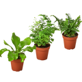 3 Fern Variety Pack - Live Plants - 4" Pot - House Plant | 4" Plant (3pk/$2) ($13 Ship/47oz) | Wiccan Center