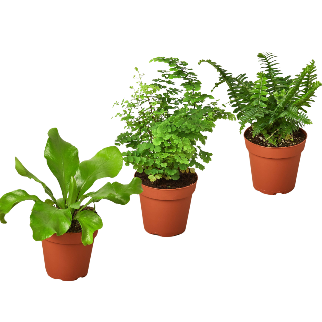 3 Fern Variety Pack - Live Plants - 4" Pot - House Plant | 4" Plant (3pk/$2) ($13 Ship/47oz) | Wiccan Center