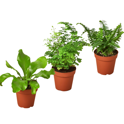3 Fern Variety Pack - Live Plants - 4" Pot - House Plant | 4" Plant (3pk/$2) ($13 Ship/47oz) | Wiccan Center