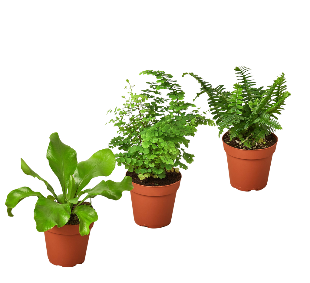 3 Fern Variety Pack - Live Plants - 4" Pot - House Plant | 4" Plant (3pk/$2) ($13 Ship/47oz) | Wiccan Center