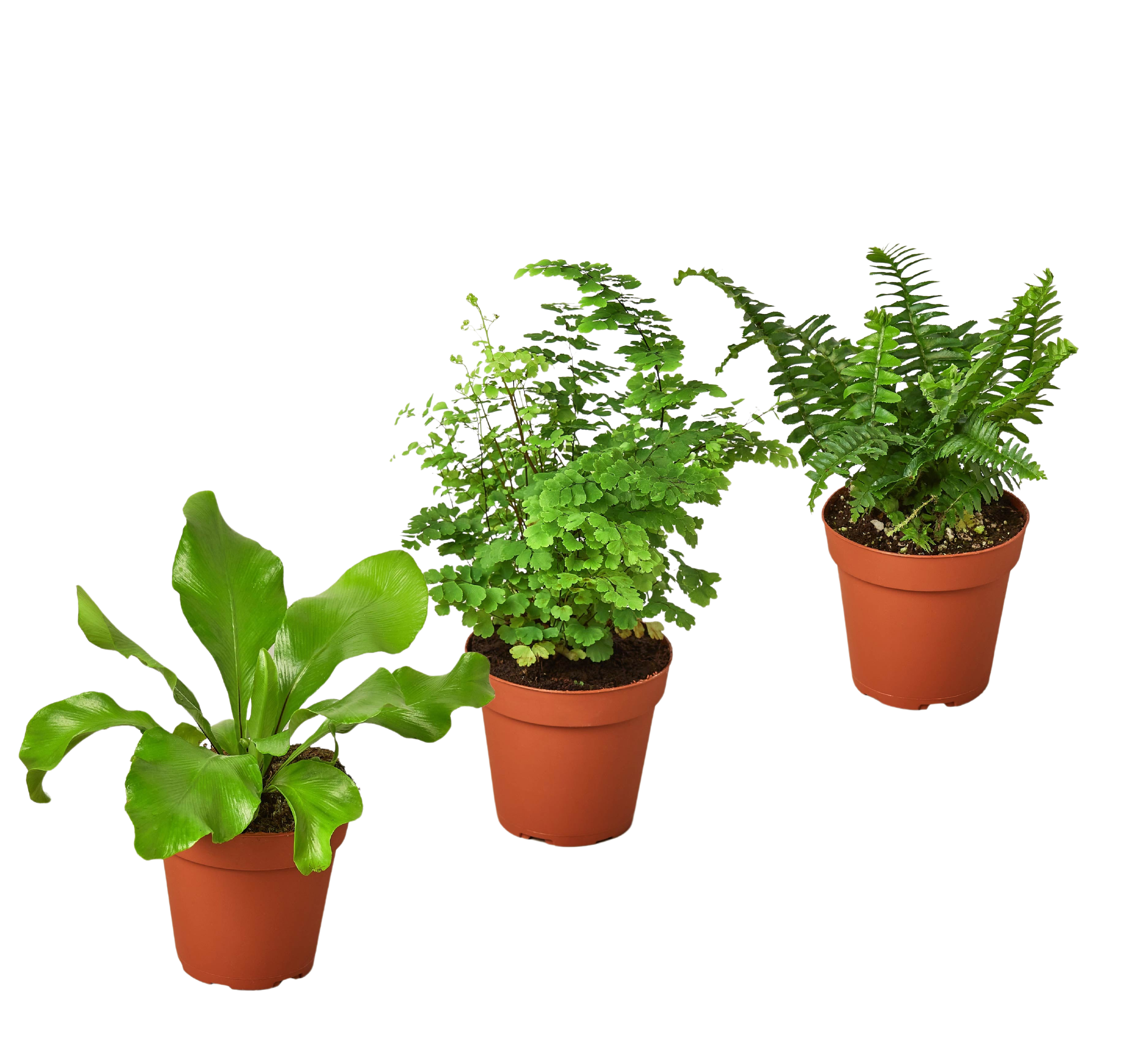 3 Fern Variety Pack - Live Plants - 4" Pot - House Plant | 4" Plant (3pk/$2) ($13 Ship/47oz) | Wiccan Center