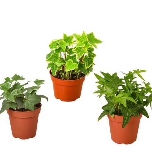 3 Different English Ivy Plants - 4" Pot - Live House Plant | 4" Plant (3pk/$2) ($13 Ship/47oz) | Wiccan Center