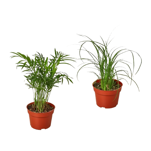 2 Palm Variety Pack / 4" Pots / Live Plant / House Plant | 4" Plant (2pk/$2) ($10 Ship/31oz) | Wiccan Center