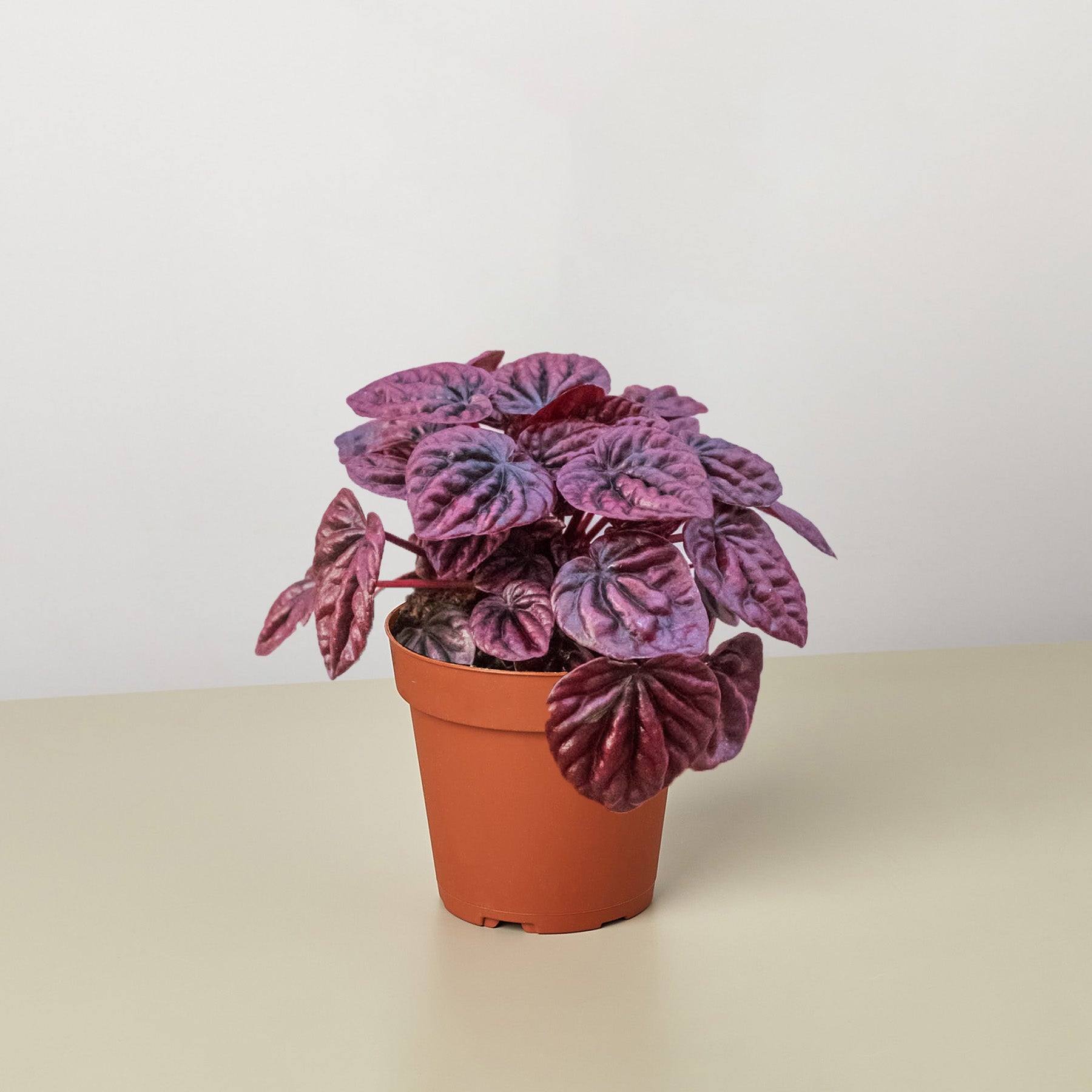 Peperomia 'Ripple Red' | 4" Plant (1) ($4) | Wiccan Center