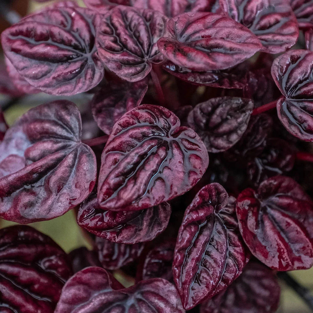 Peperomia 'Ripple Red' | 4" Plant (1) ($4) | Wiccan Center