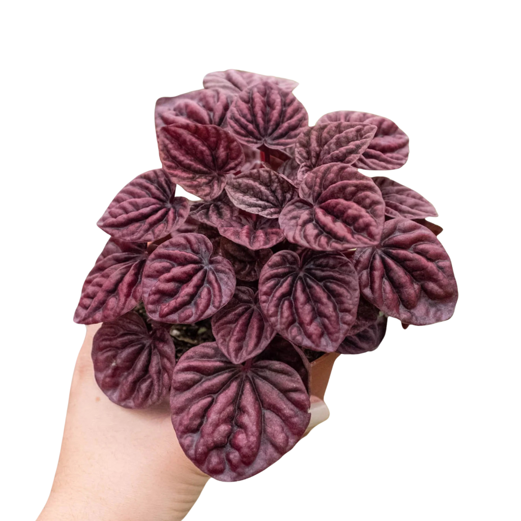 Peperomia 'Ripple Red' | 4" Plant (1) ($4) | Wiccan Center