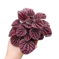 Peperomia 'Ripple Red' | 4" Plant (1) ($4) | Wiccan Center