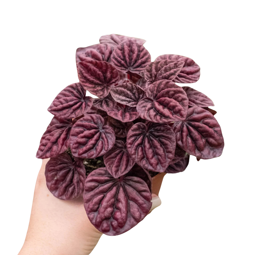 Peperomia 'Ripple Red' | 4" Plant (1) ($4) | Wiccan Center