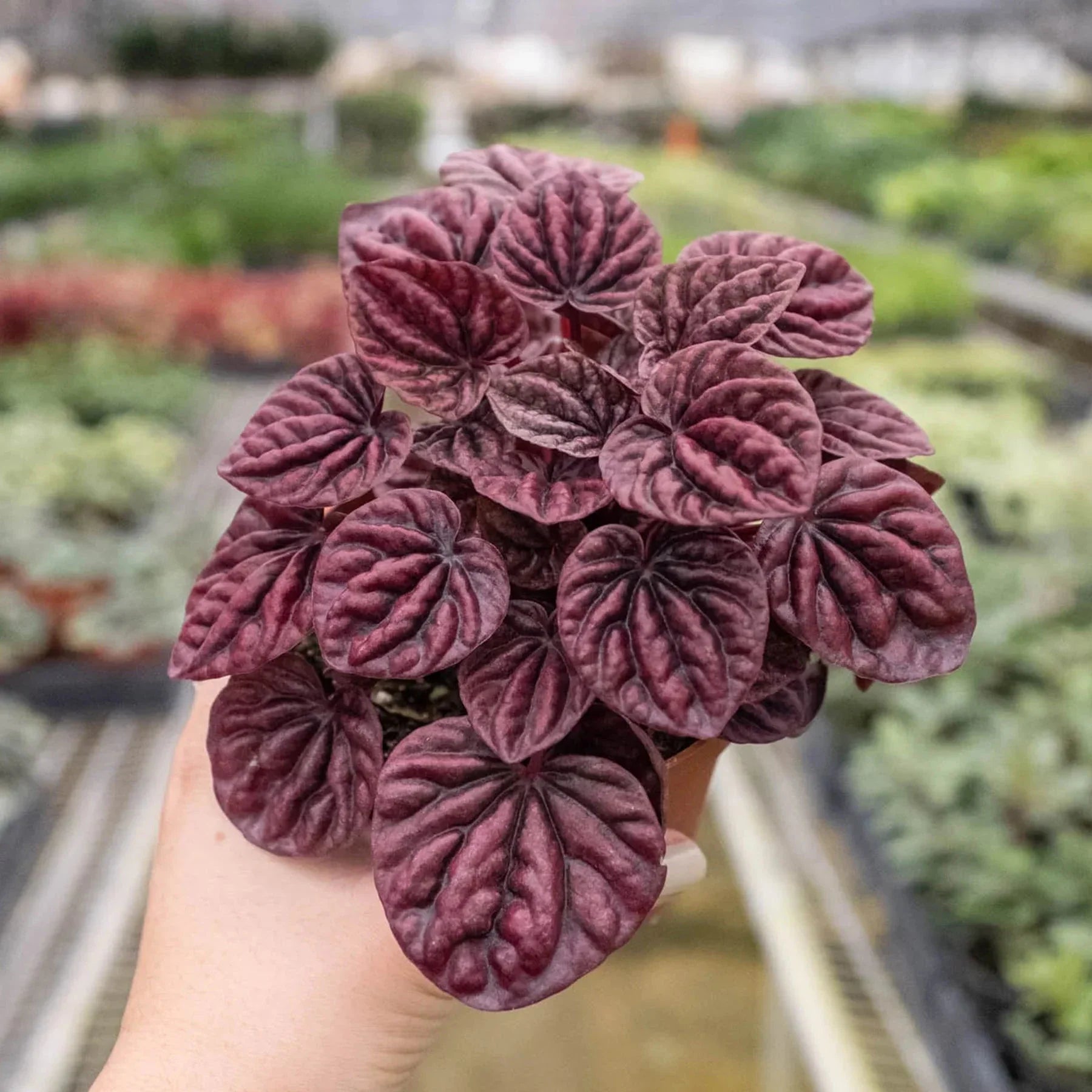 Peperomia 'Ripple Red' | 4" Plant (1) ($4) | Wiccan Center