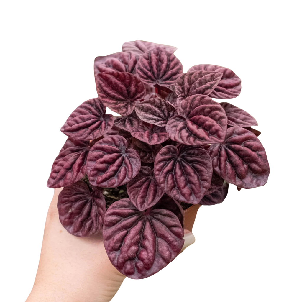 Peperomia 'Ripple Red' | 4" Plant (1) ($4) | Wiccan Center