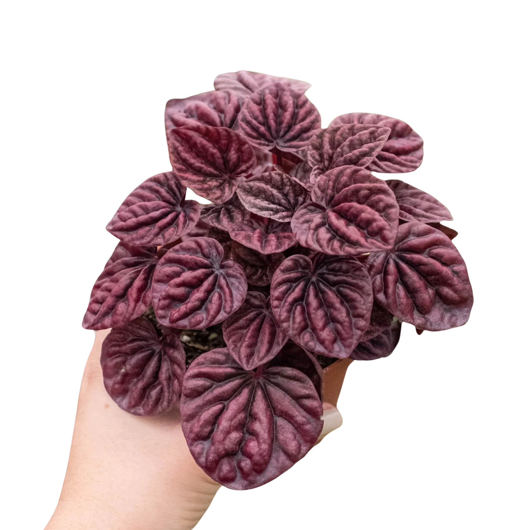 Peperomia 'Ripple Red' | 4" Plant (1) ($4) | Wiccan Center