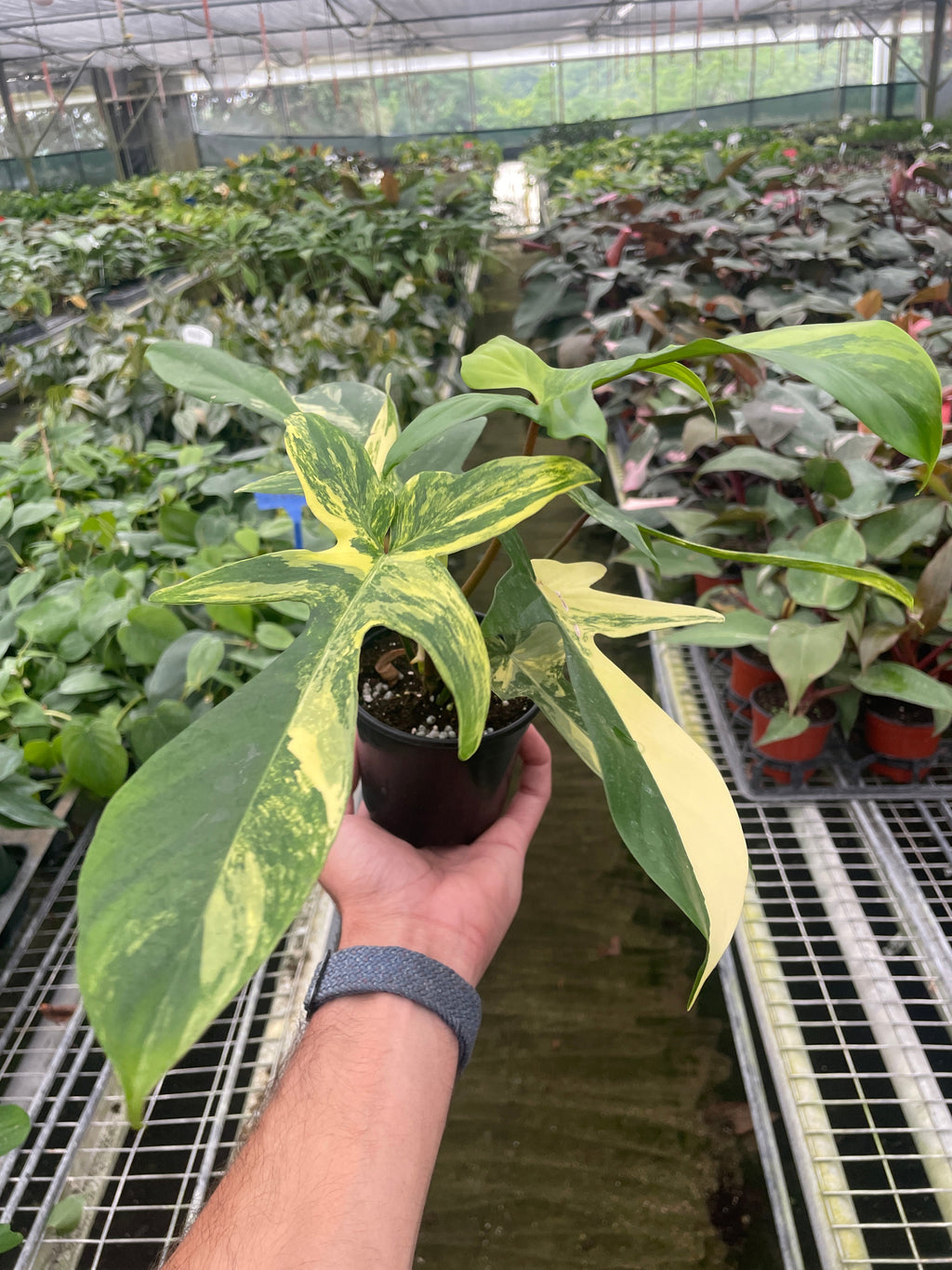 Philodendron Florida Beauty Variegated | Indoor Plants | Wiccan Center
