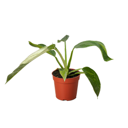 Philodendron Jose Bueno | 4" Plant | Wiccan Center