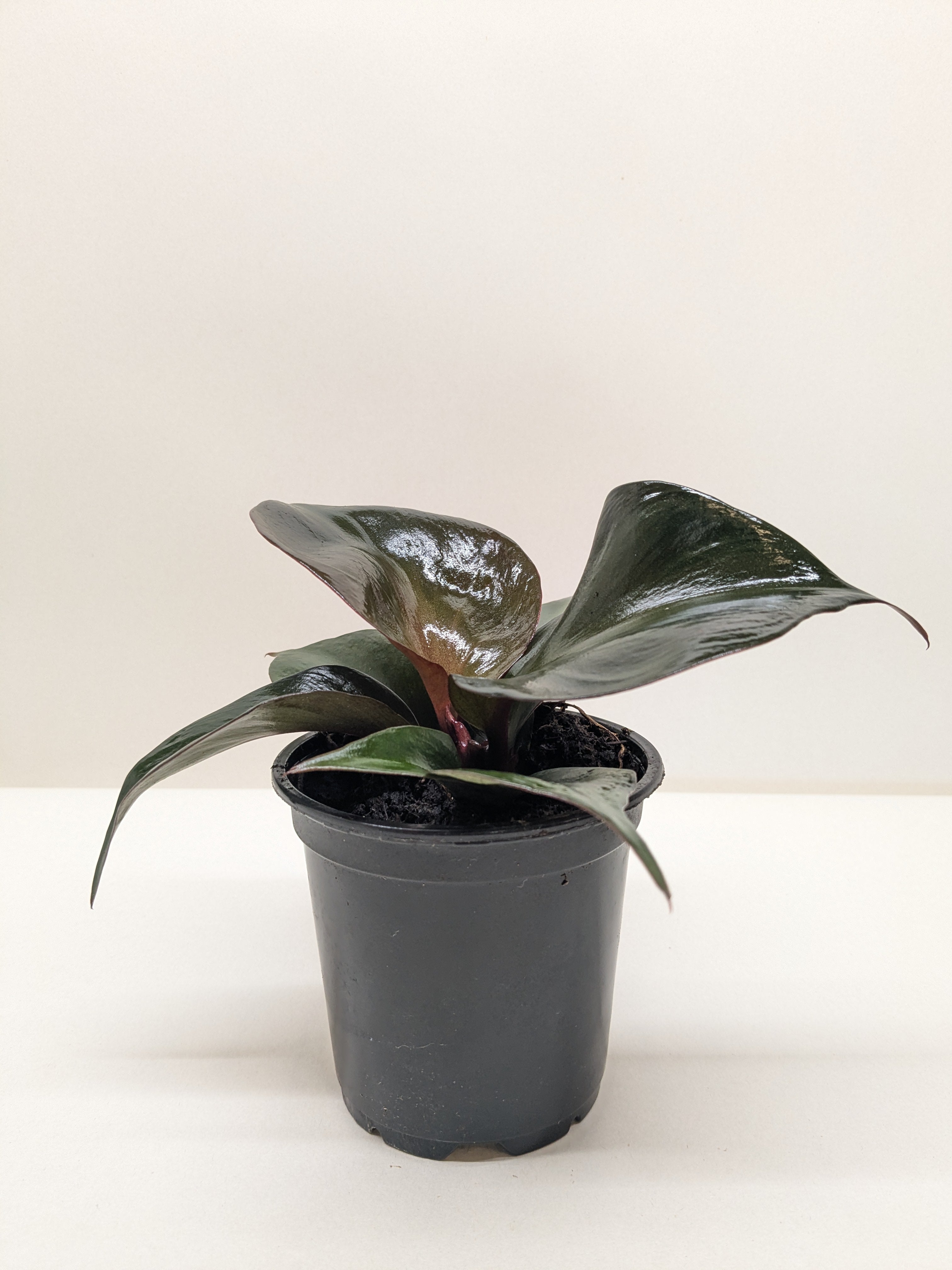 Philodendron Red Heart | Red Foliage Tropical Plant | House Plant Shop | Indoor Plants | Wiccan Center