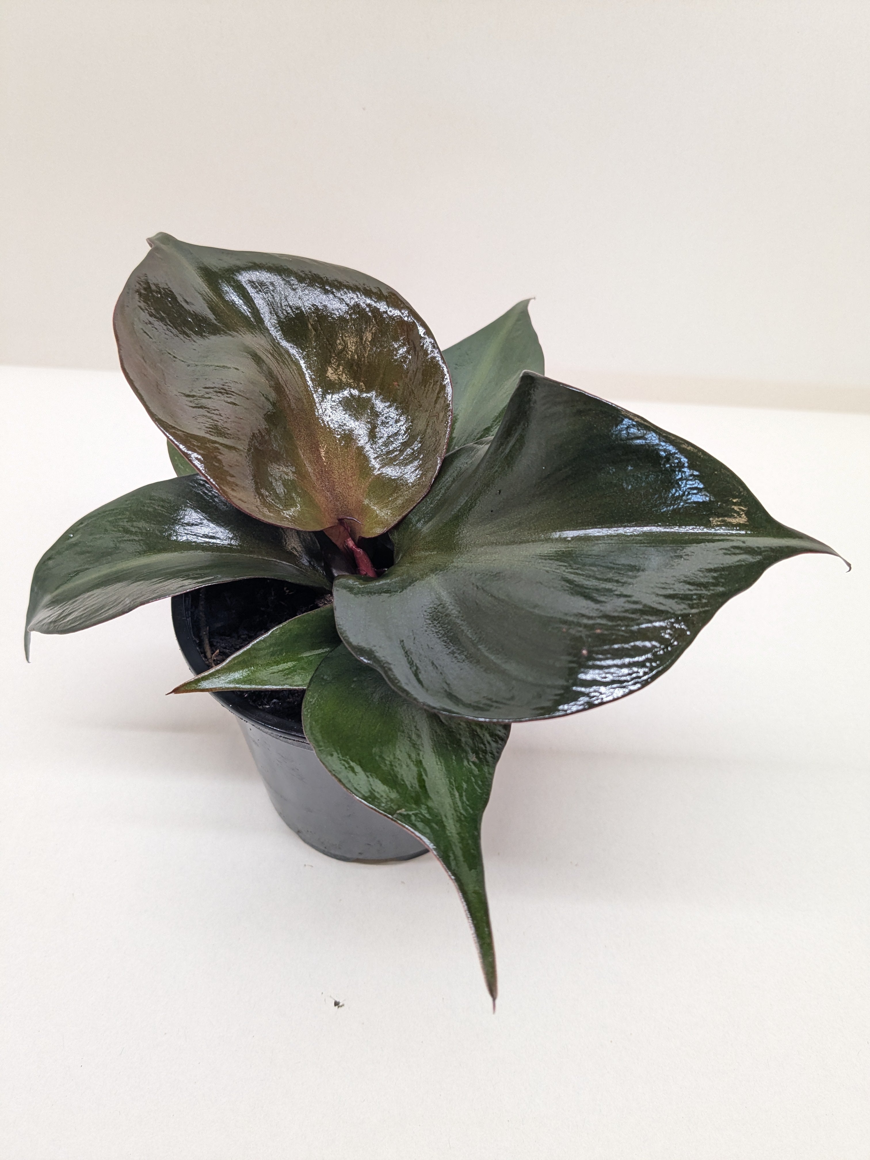 Philodendron Red Heart | Red Foliage Tropical Plant | House Plant Shop | Indoor Plants | Wiccan Center