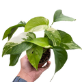Pothos 'Albo Variegata' | | Wiccan Center