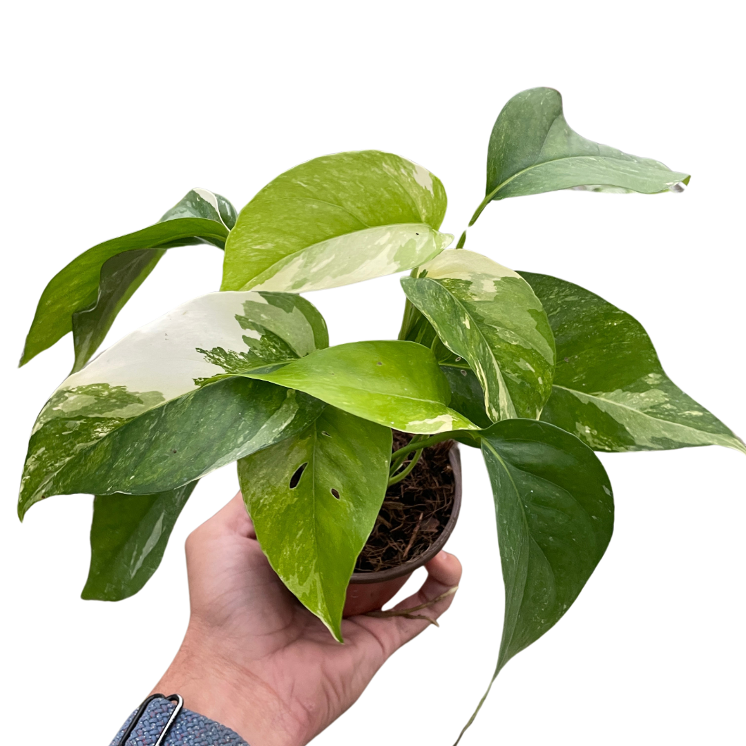 Pothos 'Albo Variegata' | | Wiccan Center