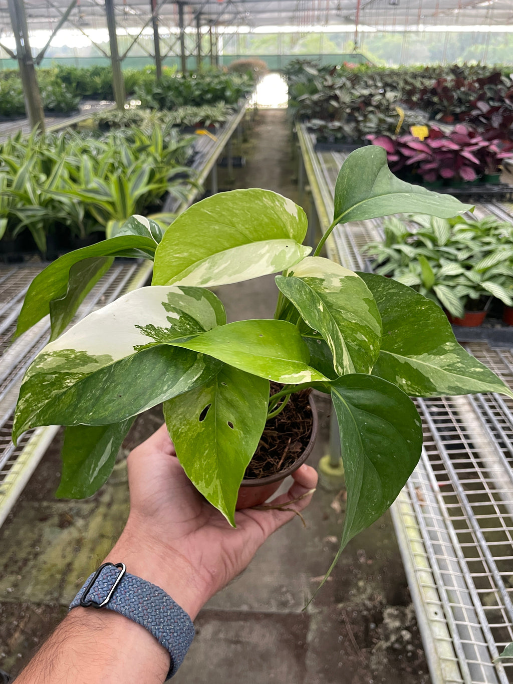 Pothos 'Albo Variegata' | | Wiccan Center