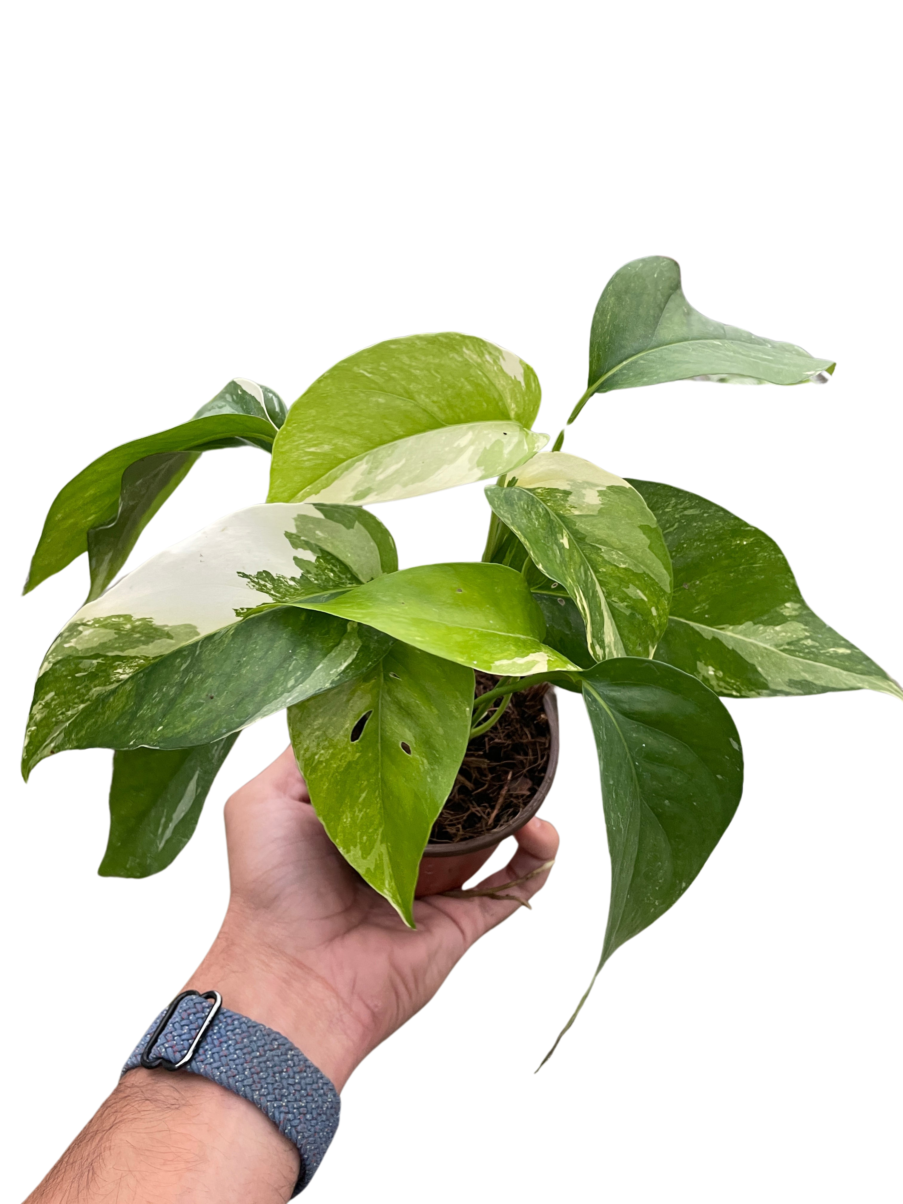 Pothos 'Albo Variegata' | | Wiccan Center
