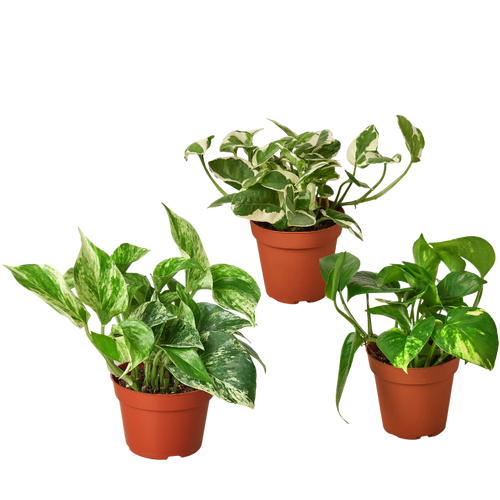 3 Pothos Variety Pack / 4" Pot / Live Plant / Home and Garden Plants | 4" Plant (3pk/$2) ($13 Ship/47oz) | Wiccan Center