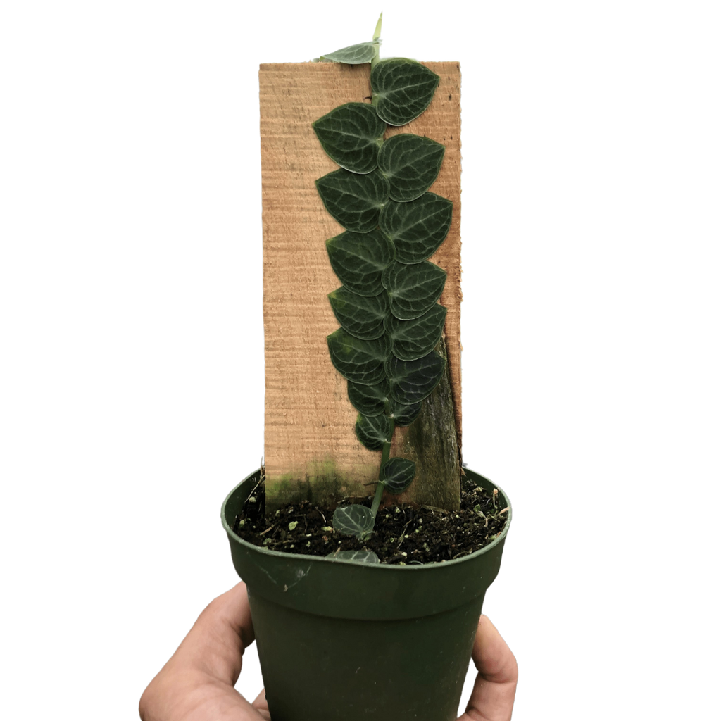 Rhaphidophora 'Cryptantha' | Rare Shingle Plant Climber | House Plant Shop | Indoor Plants | Wiccan Center