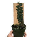 Rhaphidophora 'Cryptantha' | Rare Shingle Plant Climber | House Plant Shop | Indoor Plants | Wiccan Center