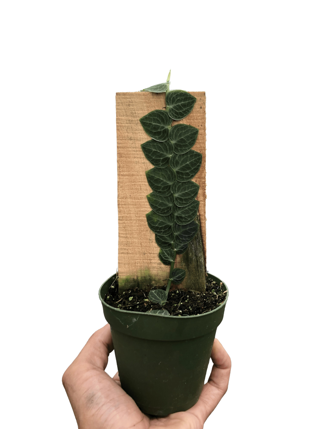 Rhaphidophora 'Cryptantha' | Rare Shingle Plant Climber | House Plant Shop | Indoor Plants | Wiccan Center