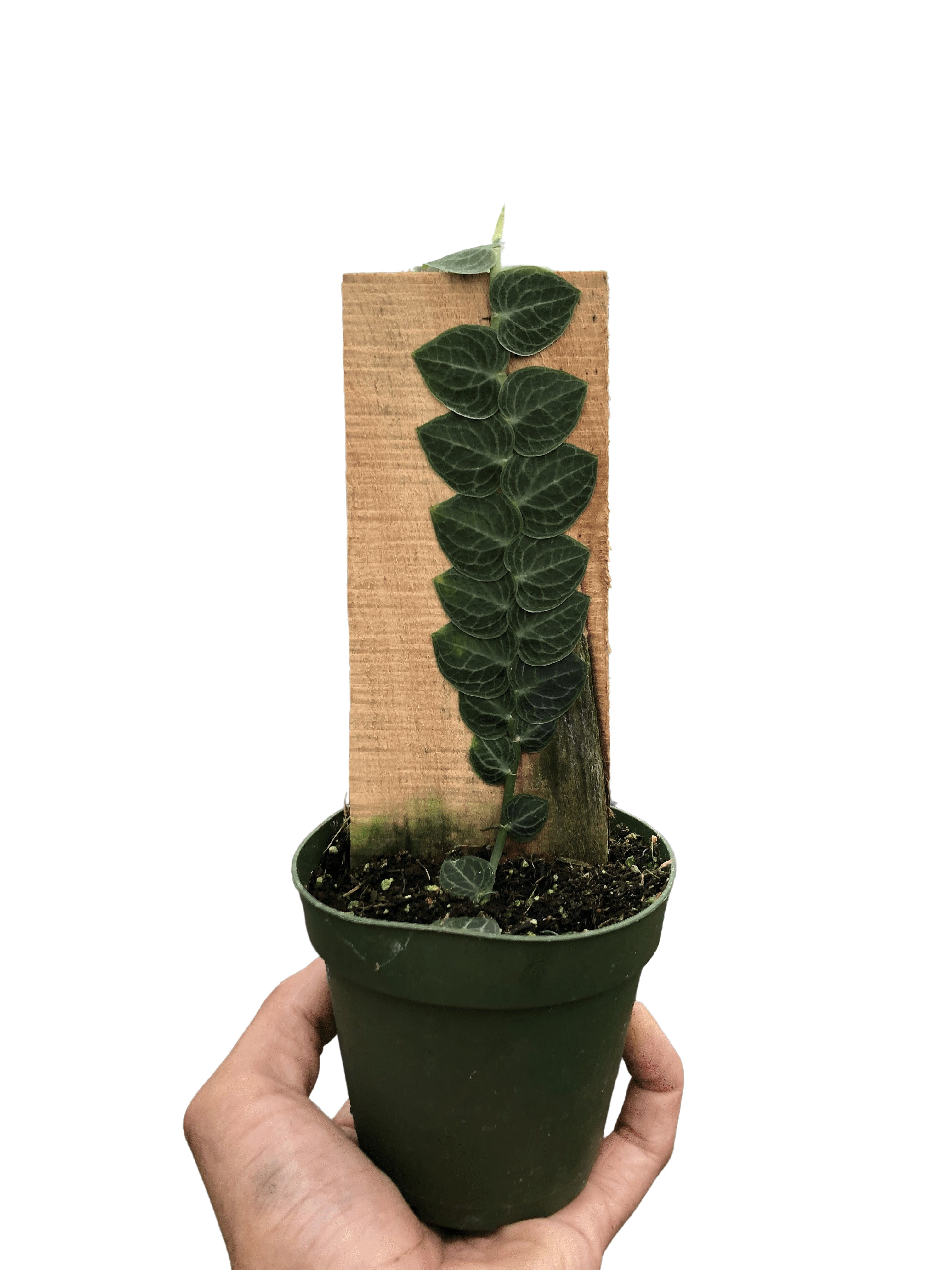Rhaphidophora 'Cryptantha' | Rare Shingle Plant Climber | House Plant Shop | Indoor Plants | Wiccan Center