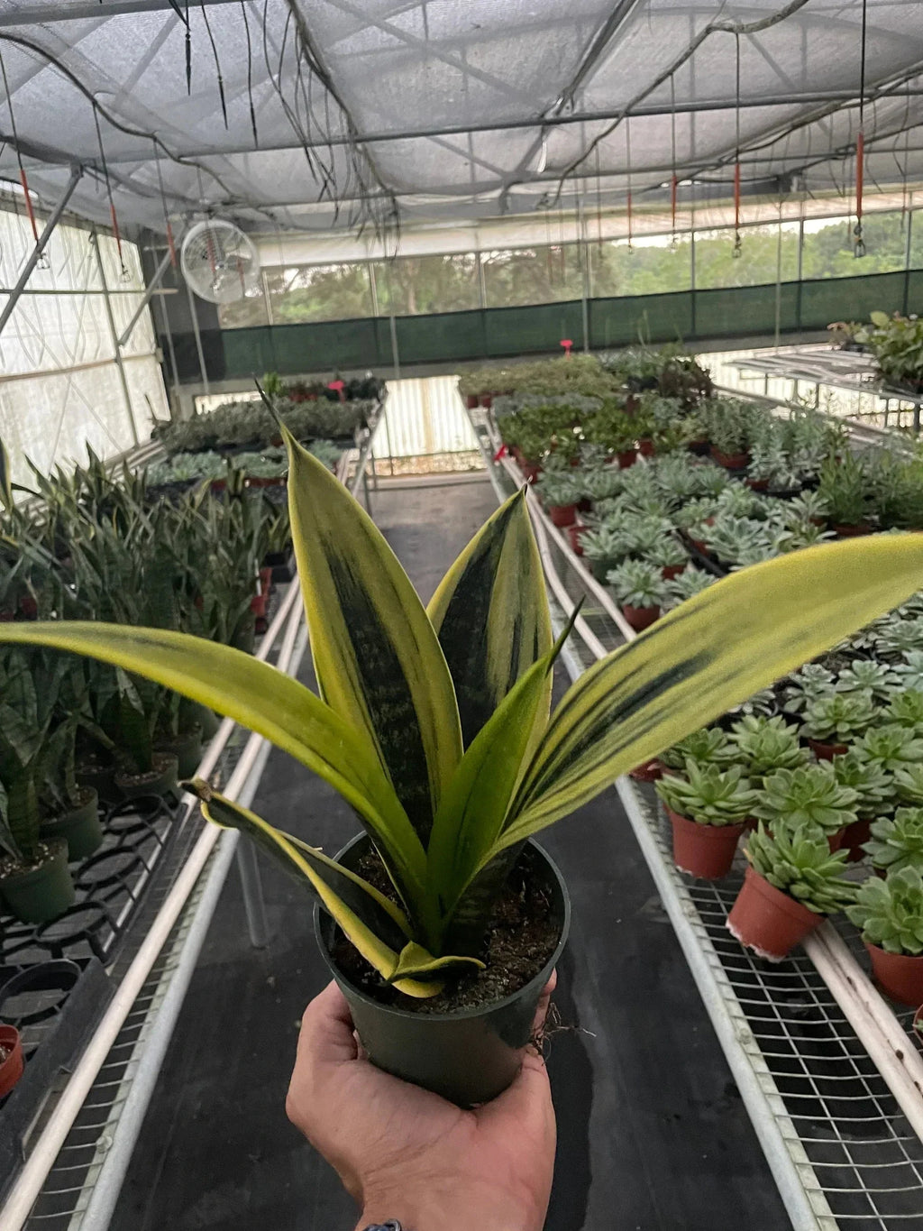 Snake 'Gold Flame' | 6" Plant (1pk/$4.5) ($10 Ship/31oz) | Wiccan Center