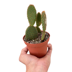 Opuntia 'Microdasys' (Bunny Ear Cactus) | | Wiccan Center