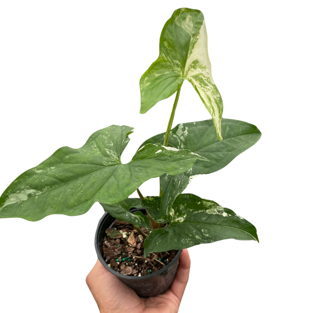 Syngonium 'Albo Variegata' | Indoor Plants | Wiccan Center