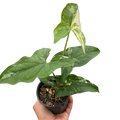 Syngonium 'Albo Variegata' | Indoor Plants | Wiccan Center