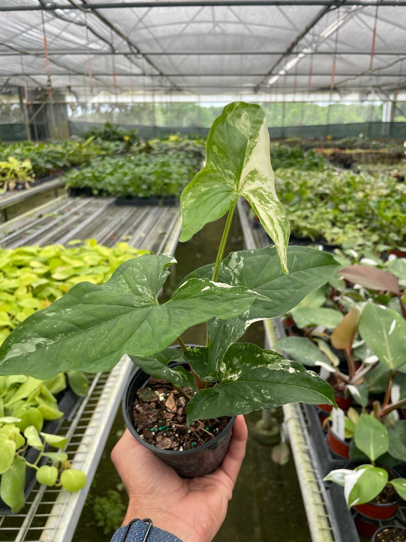 Syngonium 'Albo Variegata' | Indoor Plants | Wiccan Center
